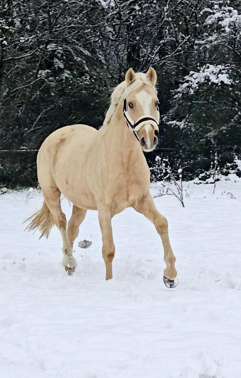 Gut Moschenhof 3* Dusseldorf